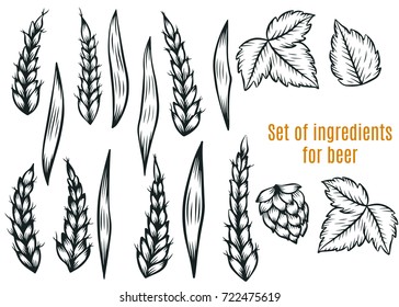 Hand drawn engraving style Hops and rye set. Common hop, rye,wheat branch with leaves and cones.Set for beer.Vector illustration