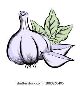 Hand drawn engraving style image of garlic and basil, vector illustration isolated. Cooking spices and herbs collection.