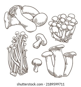 Hand drawn engraving style mushroom illustrations collection.