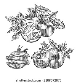 Hand drawn engraving style tomatoes illustrations