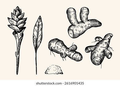 Hand drawn engraving Turmeric herb root on isolated background. Set with Indian aromatic spice plant Curcumin sticks, flower, leaf, yellow powder for design, print, paper, logo, label. Culinary, food 