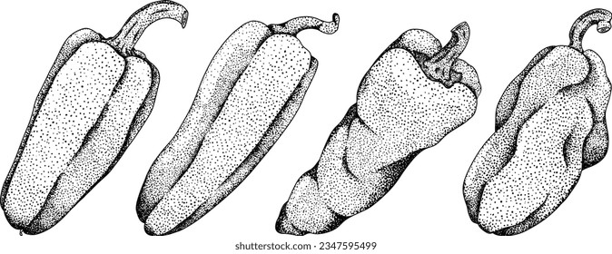 Hand drawn engraving, vector illustration of different types of pepper. Bell sweet peppers, paprika. Vegetables painted with ink on white background.