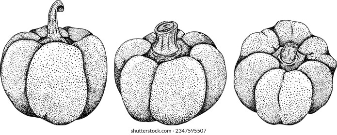 Hand drawn engraving, vector illustration of different types of pepper. Bell sweet peppers, paprika. Vegetables painted with ink on white background.