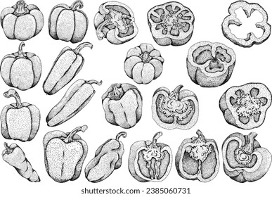 Hand drawn engraving, vector illustration of different types of pepper. Bell sweet peppers, paprika. Vegetables painted with ink on white background.