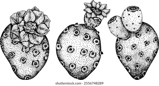 Hand drawn, engraving, vector Opuntia fruit, prickly pear cactus, Indian figs, Edible cactus