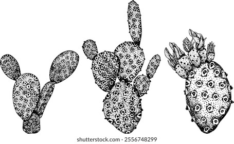 Hand drawn, engraving, vector Opuntia fruit, prickly pear cactus, Indian figs, Edible cactus