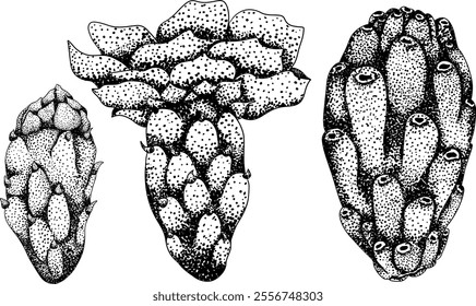 Hand drawn, engraving, vector Opuntia fruit, prickly pear cactus, Indian figs, Edible cactus