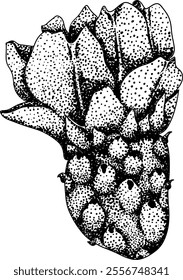 Hand drawn, engraving, vector Opuntia fruit, prickly pear cactus, Indian figs, Edible cactus