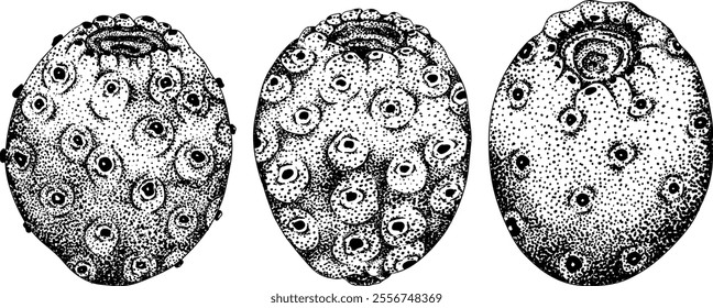 Hand drawn, engraving, vector Opuntia fruit, prickly pear cactus, Indian figs, Edible cactus