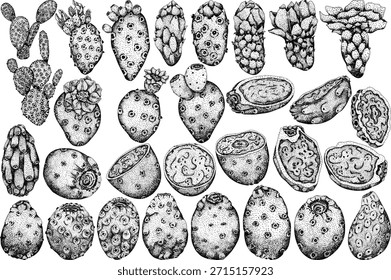 Desenhado à mão, gravura, vetor Fruta de Opuntia, cactos de pera espinhosa, figos da Índia, Cactos comestíveis	