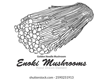 Hand drawn Enoki Mushroom black outline. Vector and editable, simple, sketches, coloring pages, agricultural products, food designs, foodstuffs