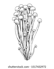 Hand drawn Enoki mushrooms . Vector illustration