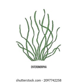 Hand drawn enteromorpha algae black set on white background. Vector illustration isolated sketch. Line art.