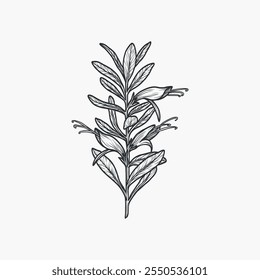 Dibujado a mano ilustración de la flor eremophila. Planta nativa australiana