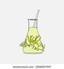 Matraz Erlenmeyer dibujado a mano con algas de cornamenta verde (Cauleroa serrulata) y líquido transparente sobre fondo blanco. Ilustración gráfica de dibujo natural