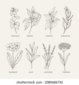 Hand drawn essential oil plants