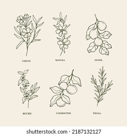 Hand drawn essential oil plants and medicinal herbs