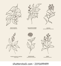 Hand drawn essential oil plants. Palo santo, Peru balsam, ledum, vitex, spikenard, saro illustration