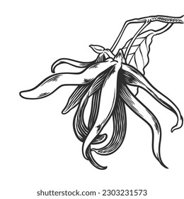 Hand drawn essential oil plants drawing of ylang ylang or cananga odorata isolated on white background.