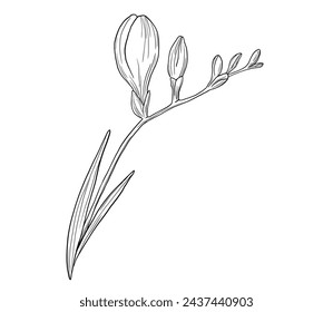 Hand drawn etching freesia flower bud in sketch style. Black and white engraved ink art.
