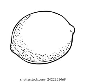 Hand drawn etching lemon. Fruit in sketch style, whole fresh citrus. Vector black and white drawing isolated