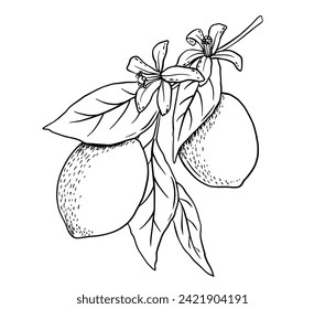 Hand drawn etching lemon with leaves and flower. Fruit tree branch in sketch style, whole fresh citrus. Vector black and white drawing isolated