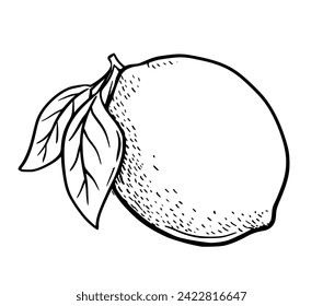 Hand drawn etching lemon with leaves. Fruit in sketch style, whole fresh citrus. Vector black and white drawing isolated