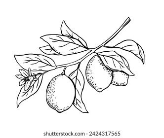 Dibujado a mano grabado limón con hojas y flor. Rama de árbol frutal en estilo boceto. Vector blanco y negro dibujo aislado