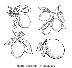 Dibujado a mano grabado limón con hojas y conjunto de flores. Rama de árbol frutal en estilo boceto, cítricos enteros frescos. Vector dibujo en blanco y negro aislado en blanco