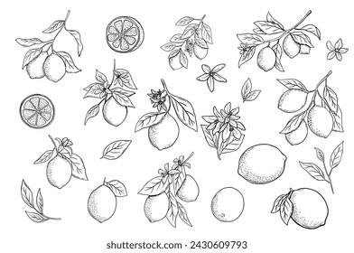 Hand drawn etching lemon with leaves and flower set. Fruit tree branch in sketch style, whole fresh citrus. Vector black and white drawing isolated on white