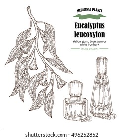 Hand drawn eucalyptus leaves and fruits. Eucalyptus leucoxylon, Yellow gum, blue gum or white ironbark branch. Vector illustration