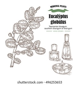 Hand drawn eucalyptus leaves and fruits. Eucalyptus globulus, Tasmanian bluegum, southern blue-gum branch. Vector illustration