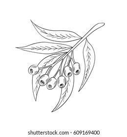 Hand drawn eucalyptus leaves and fruits. Eucalyptus plant, branch, berry. Sketch illustration, isolated on white background. Ingredient for hair and body care cream, lotion, treatment, moisture. 