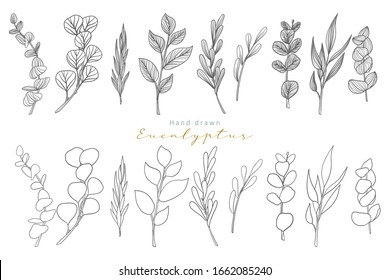 hand drawn eucalyptus leaves vector