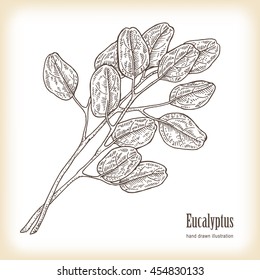 Hand drawn eucalyptus leaves. Vector illustration