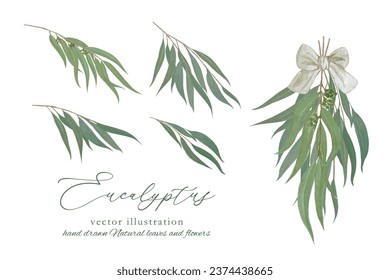 
Hand drawn eucalyptus radiata, vector illustration of lemon eucalyptus