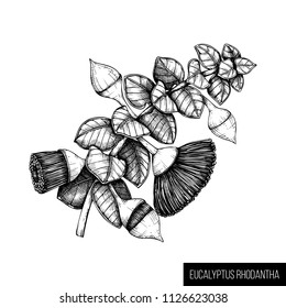 Hand drawn Eucalyptus rhodantha  sketch on white background. Cosmetics and medical myrtle family plant. Vector   botanical drawings of rose mallee. 
