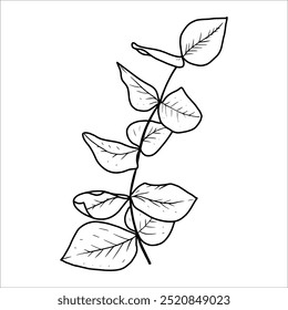 Hand drawn eucalyptus sprig. Vector illustration