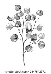 Hand drawn eucalyptys branch. Vector illustration