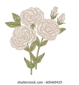 Hand drawn Eustoma garden flowers and leaves. Botanical vector illustration. Floral design elements
