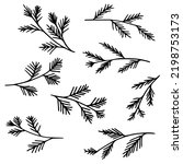 Hand drawn evergreen tree branches. Conifer branches in black and white.  Wintry line art image. Vector illustration.