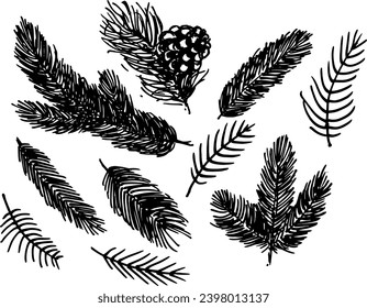 La mano dibujó ramas de árboles de siempre verde. Ramas de coníferas en blanco y negro. Ramas de pino. Rama de pino y cono de Navidad.