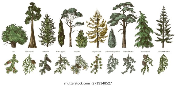 Hand drawn evergreen trees and branches