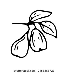 Hand drawn exotic fruit doodles. Cute tropical food sketch, summer fresh organic ingredients vector illustration