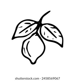 Hand drawn exotic fruit doodles. Cute tropical food sketch, summer fresh organic ingredients vector illustration