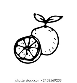 Hand drawn exotic fruit doodles. Cute tropical food sketch, summer fresh organic ingredients vector illustration
