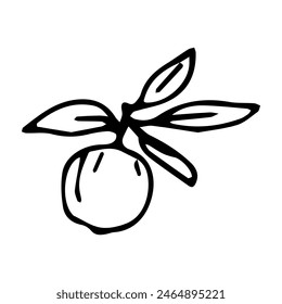 Hand drawn exotic fruit doodles. Cute tropical food sketch, summer fresh organic ingredients vector illustration