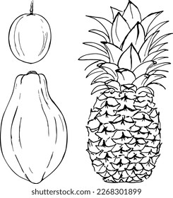 Vector de frutas exóticas dibujado a mano aislado en un fondo blanco.