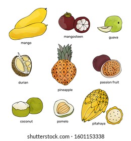 Hand drawn exotic fruits. Vector outline watercolor style illustration. Tropical drawing fruits.