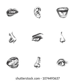 Hand drawn face sketches set. Collection of teeth, nasal, ear and other sketch elements.